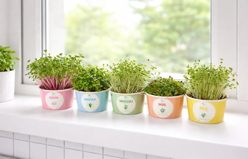 "Happy Birthday" Large microgreens kit