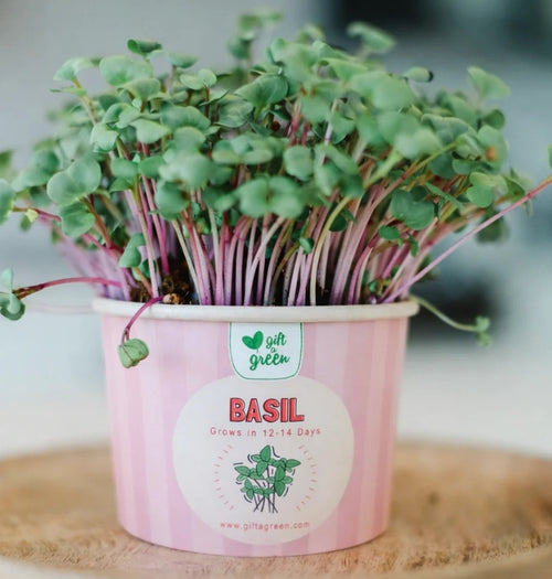 "Happy Fathers Day" Large microgreens box